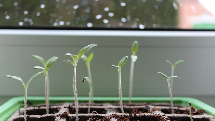 Kako uzgojiti dobar rasad povrća