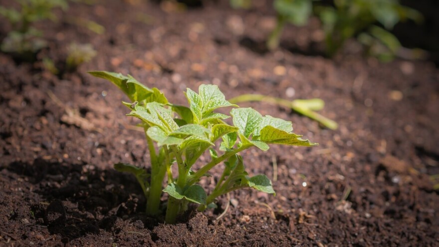 Dodjeljuju sjemenski paket krompira i ostalog povrća