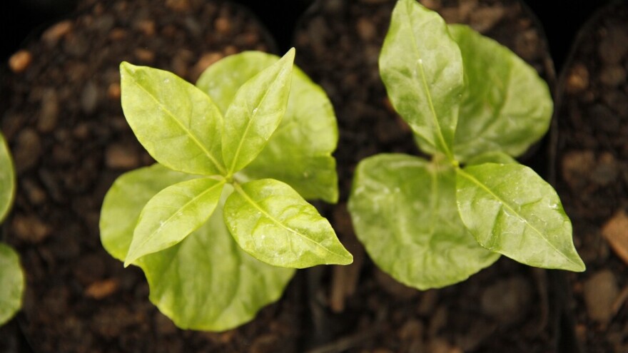 Kavu i konoplju će uzgajati u svemiru