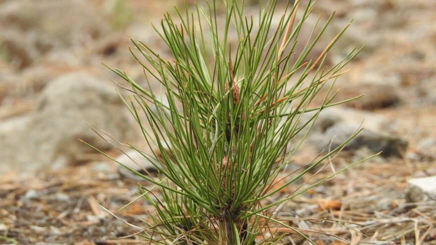 Pravilnik o mjerama za sprječavanje unošenja i širenja organizama štetnih za bilje