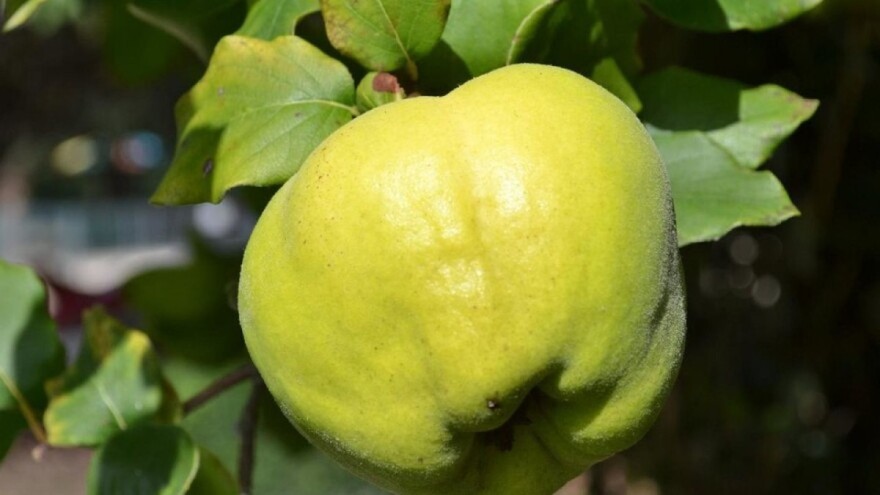 Radi se na razvoju dezinfekcijskog sredstva od biljnog otpada