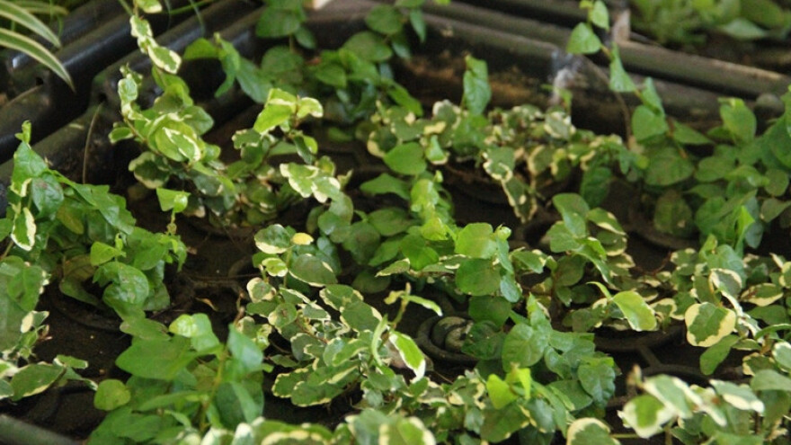 Živim biljkama proizvode električnu energiju