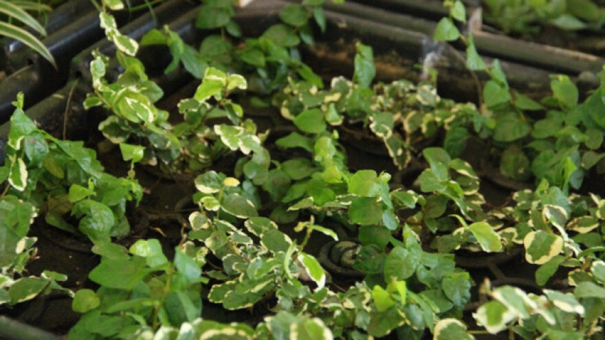 Živim biljkama proizvode električnu energiju