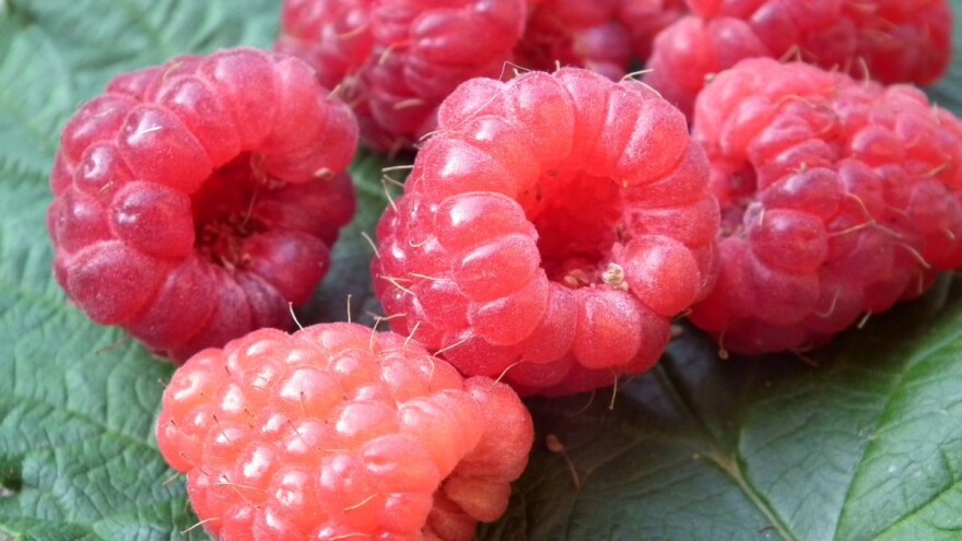 U malinjacima fali radnika koji su skupi pa pola zarade ode na nadnice berača