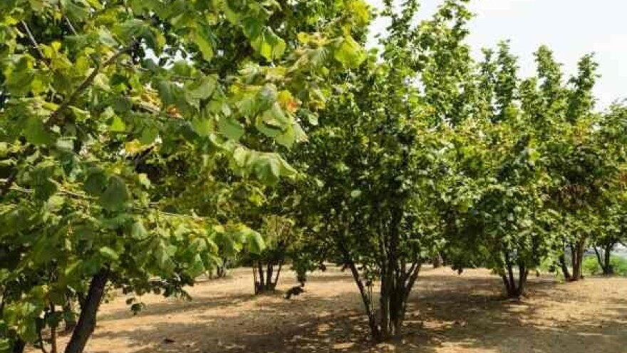 Ferrero udvostručio zasade lešnika u Srbiji