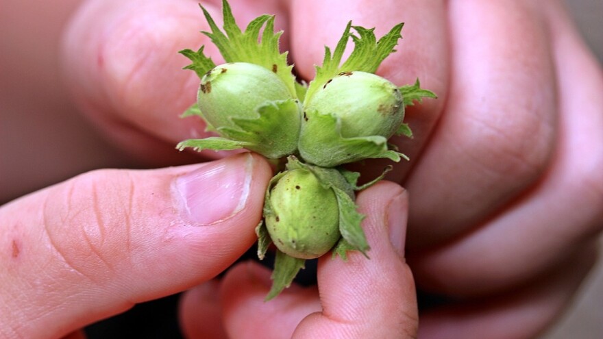 Zemljoradnička zadruga "AT" podiže plantažu lješnika