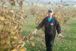 Zulum: Najveća mana uzgoja lješnika je nesiguran otkup