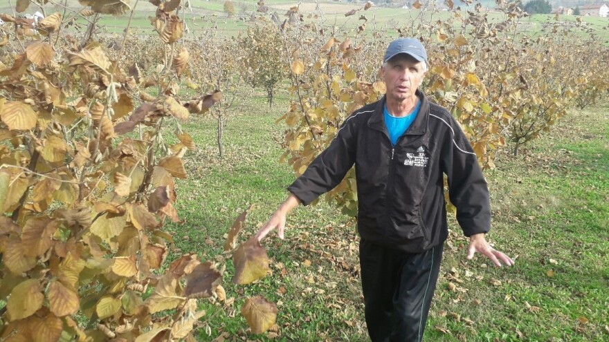 Zulum: Najveća mana uzgoja lješnika je nesiguran otkup