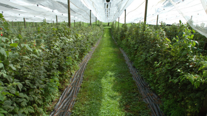 Na oglednom poligonu 80 vrsta jagodičastog voća