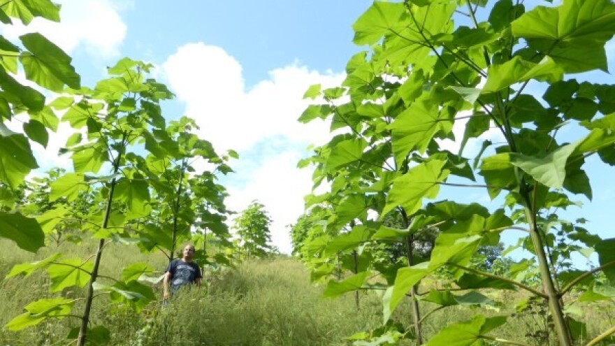 Uzgoj i njega paulovnije - što i kako?