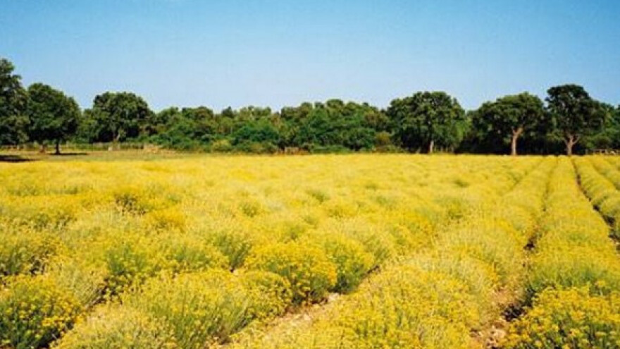 Smilje "istjeralo" duvan s ljubinjskih plantaža