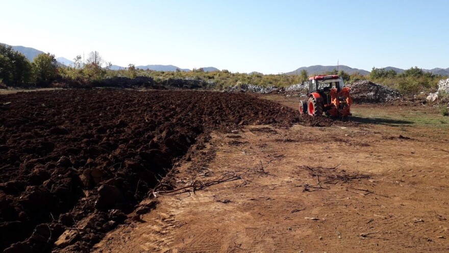 Uskoro realizacija projekta podizanja plantaže  smokve