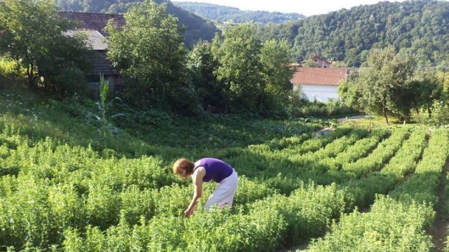 Uzgoj i prerada stevije