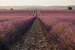 Plantaže lavande na kninskom području
