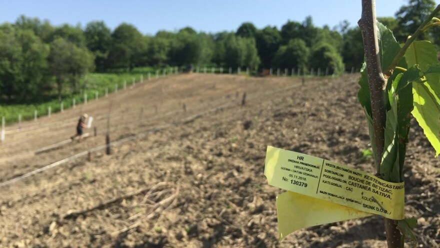 Tintna bolest prijeti pitomom kestenu, što učiniti?