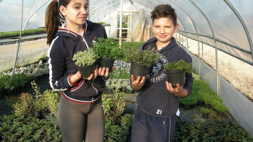 Lako do vlastitog uzgoja začinskog bilja!