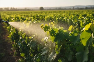 Plants Protector Thiofer u vinogradu