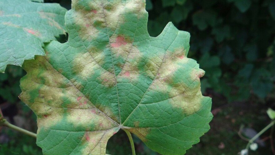 Plamenjača i pepelnica na vinovoj lozi - zaštitite vinograd