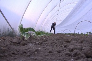 Kako pripremiti zemljište za sadnju povrća u plasteniku