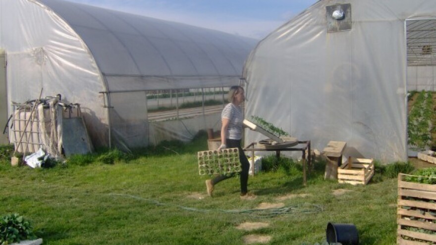 Financira se uzgoj povrća i cvijeća u plastenicima