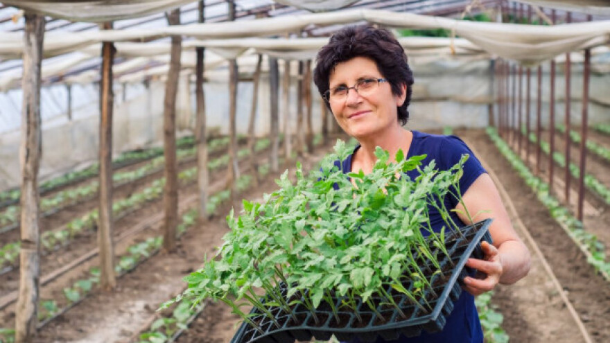 Dezinfekcija plastenika - uspješna proizvodnja