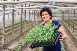 Dezinfekcija plastenika - uspješna proizvodnja