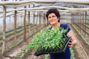 Dezinfekcija plastenika - uspešna proizvodnja