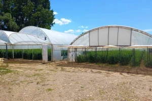 Ni plastenička proizvodnja nije imuna na klimatske promjene: Šta činiti?