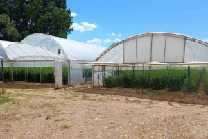 Ni plastenička proizvodnja nije imuna na klimatske promjene: Što učiniti?