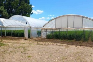 Ni plastenička proizvodnja nije imuna na klimatske promjene: Što učiniti?