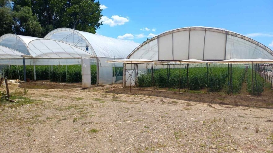 Kako sačuvati proizvodnju u plasteniku tokom velikih vrućina i toplotnih talasa?