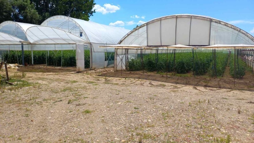 Kako sačuvati proizvodnju u plasteniku tokom velikih vrućina i toplotnih valova?