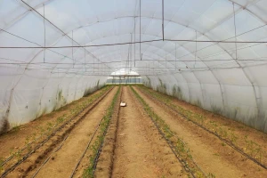 Grad Zrenjanin izdvojio 1,8 miliona dinara za podizanje plastenika
