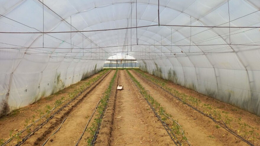 Grad Zrenjanin izdvojio 1,8 miliona dinara za podizanje plastenika