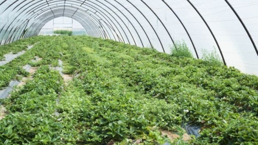 Zaštitite bilje od kiše i snijega!