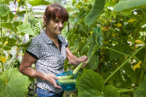 Aktuelno 6 poticaja poljoprivrednoj proizvodnji