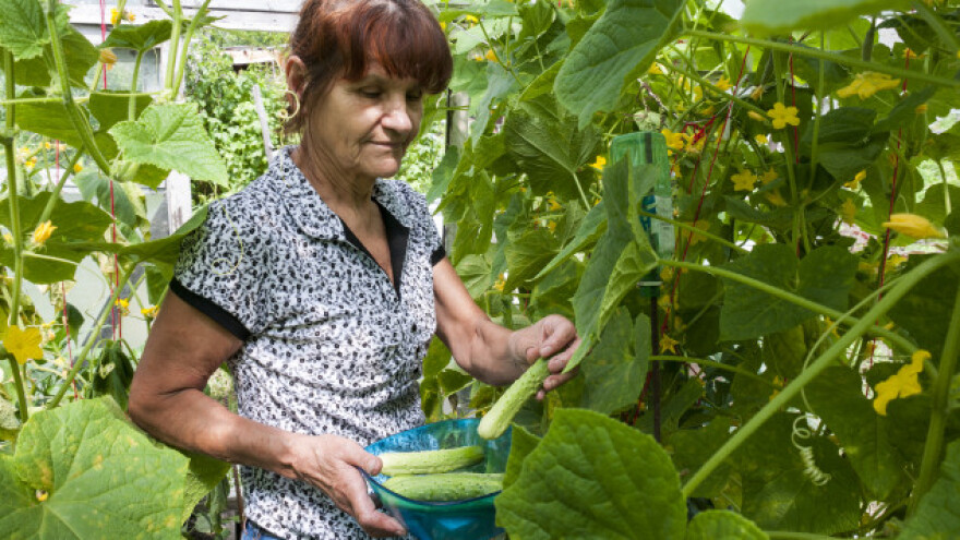 Aktuelno 6 poticaja poljoprivrednoj proizvodnji