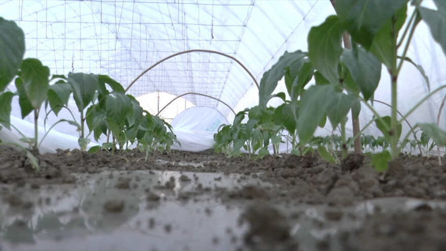 Nedostaje radna snaga u plastenicima