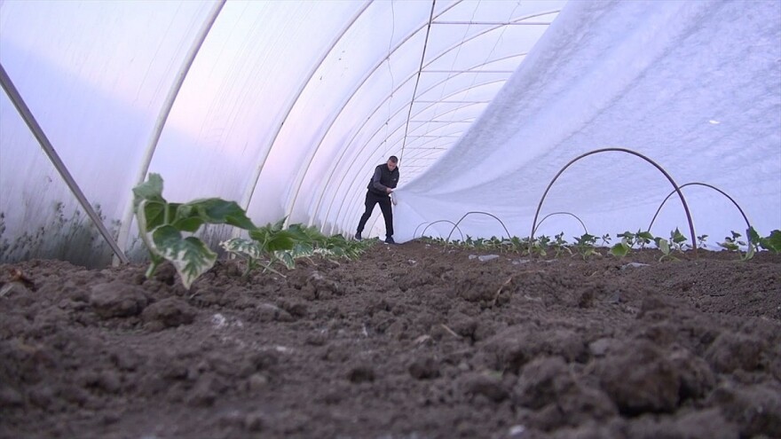 Složnim radom braća Panić odolevaju izazovima povrtarske proizvodnje