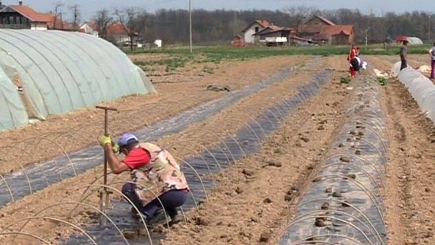 Plastenička proizvodnja kasni, moguća poskupljenja povrća