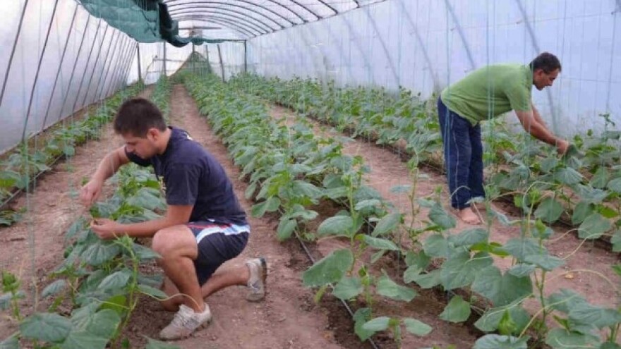 Četvrta generacija povrtara u porodici Stevanović