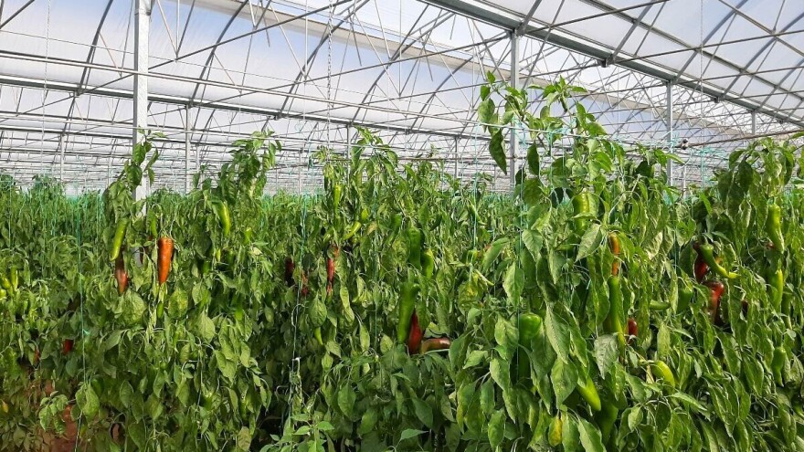 Turski marš u proizvodnji povrća - 56.000 ha prekriveno plastenicima