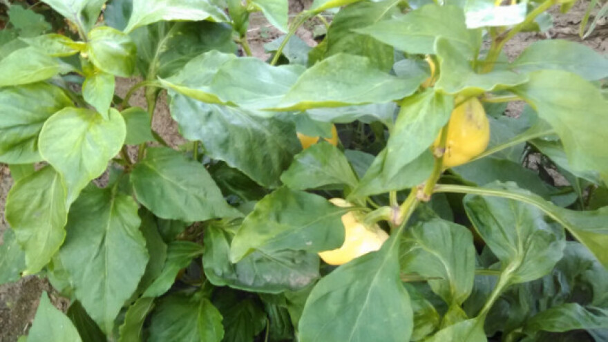 Plastenici kao dopuna budžeta