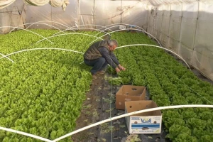 Sa paradajza i krastavaca prešao na uzgoj zelene salate - zašto?