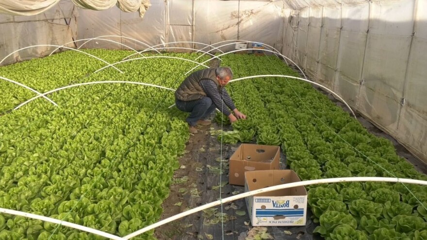 Sa paradajza i krastavaca prešao na uzgoj zelene salate - zašto?