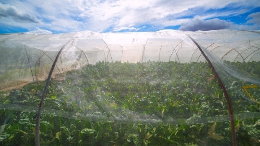 Organska proizvodnja osvaja Dalmatinsko zaleđe