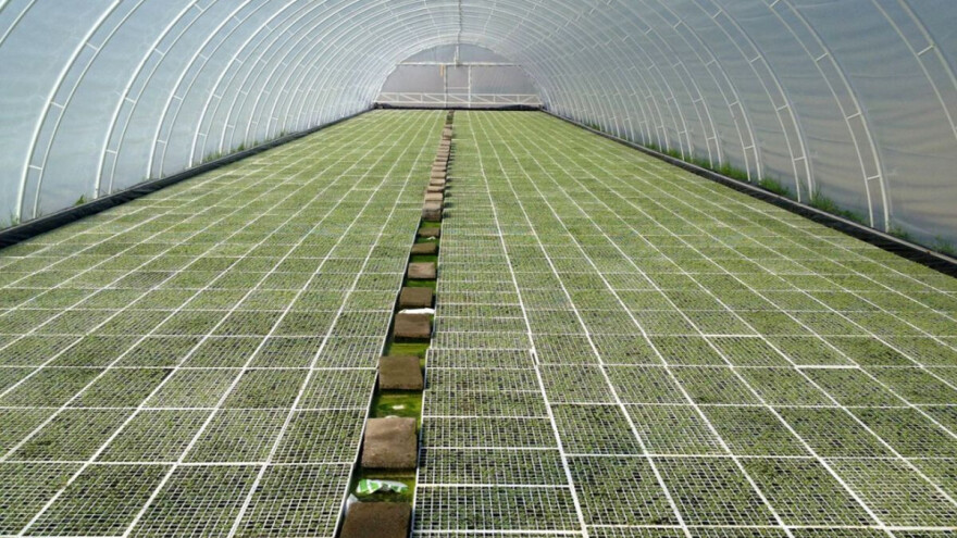 Virus bronzavosti paradajza na duvanu i kako ga se rešiti