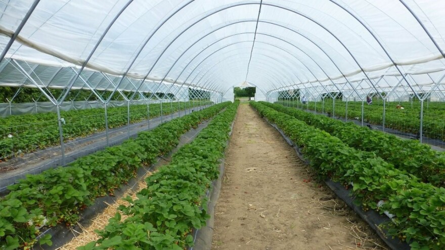 Dodjeljuju 35 plastenika - općina Trebinje raspisala Javni poziv