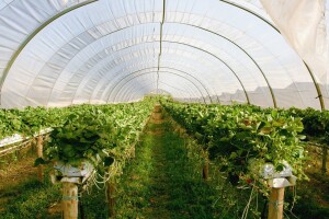 Općina Tomislavgrad sufinancira dodjelu plastenika!
