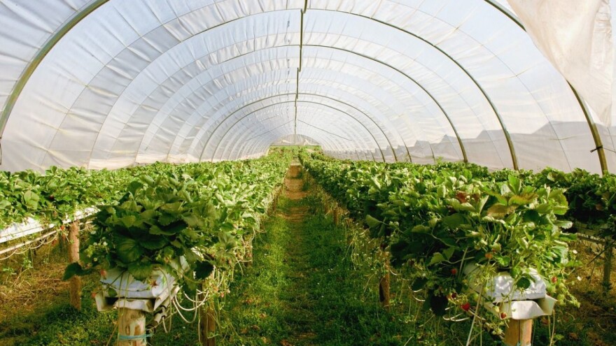 Općina Tomislavgrad sufinancira dodjelu plastenika!